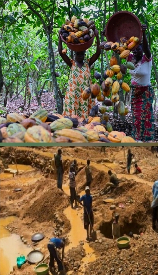 Economie : Faut-il payer le paysan plus cher que l’orpailleur pour sauver l’agriculture !